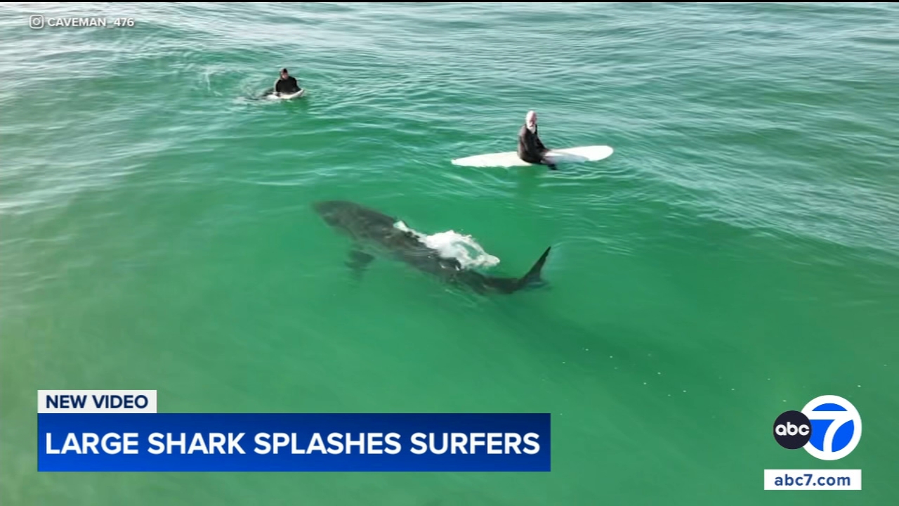 Shark swims near surfers, splashes one with its tail in close encounter off California coast, video shows
       — Glen Ellyn Sports news