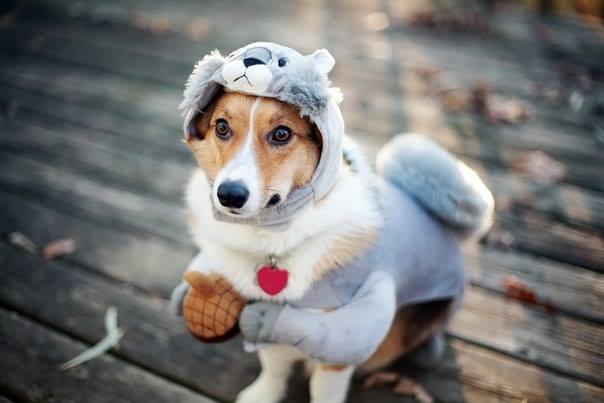 5 Things to Do in Kankakee County: Howl-O-Ween, Spooky Skate, last Kankakee Farmers Market of season — Glen Ellyn Business news
