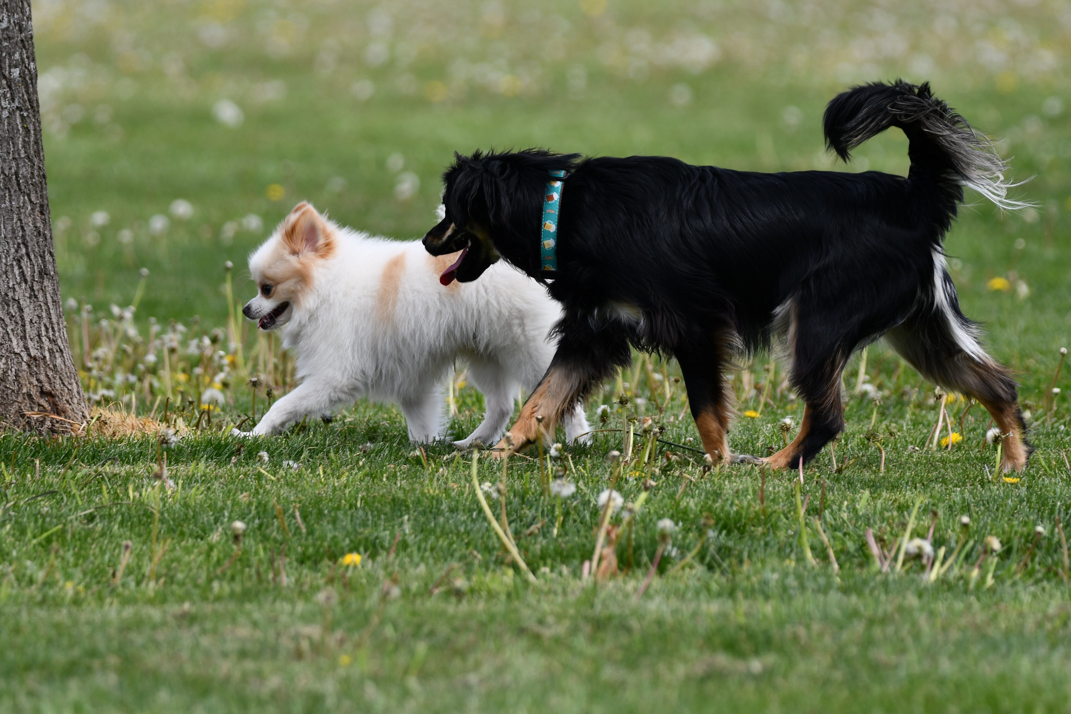 Braidwood ready to break ground on dog park after 3 years of planning — Glen Ellyn Arts news